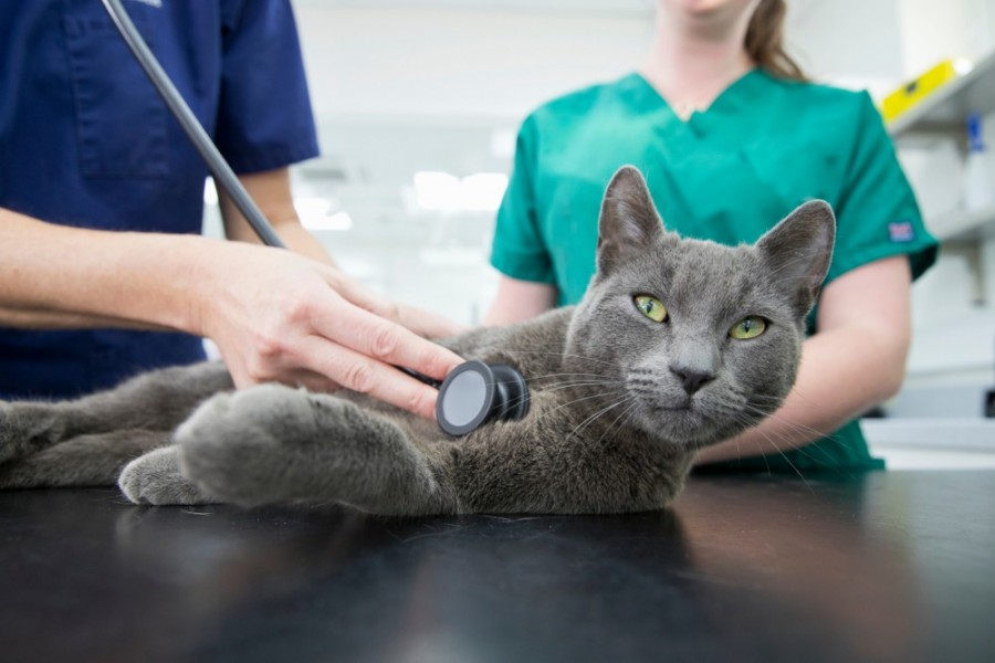 Quels sont les symptômes d'un chat malade ?