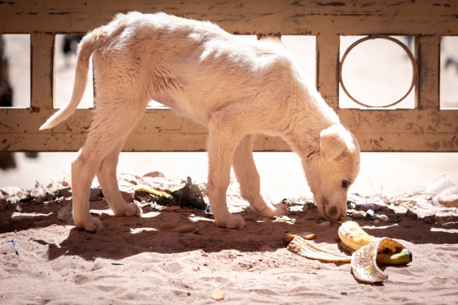 Qu'est-ce que ça veut dire un chien errant ?