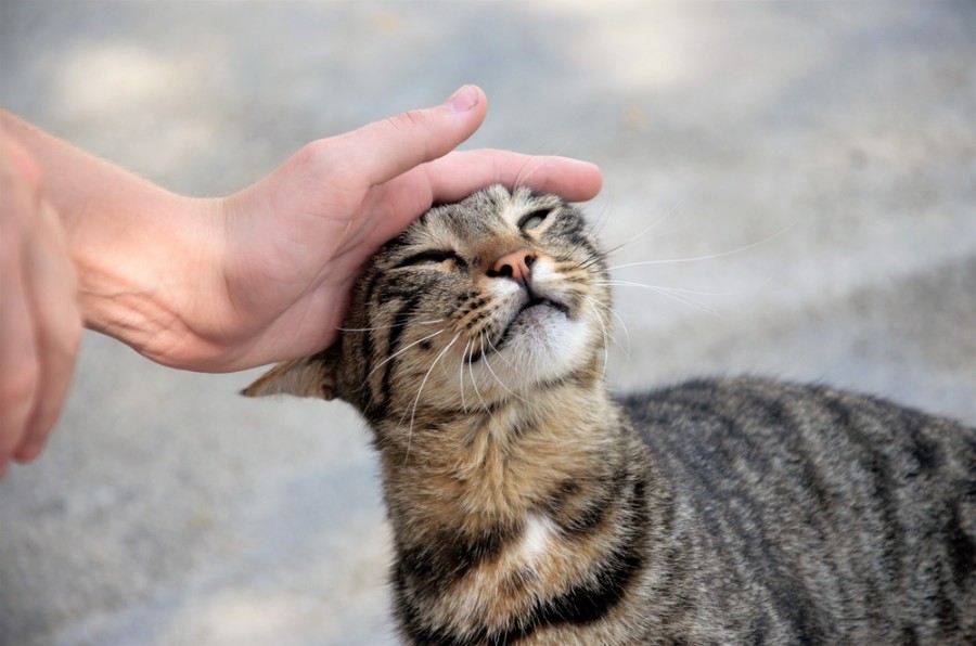 Qui est responsable d'un chat errant ?